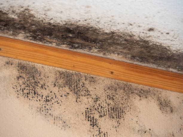 Best Black Mold Removal  in Nash, TX