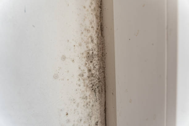Best Asbestos and Lead Testing During Mold Inspection  in Nash, TX