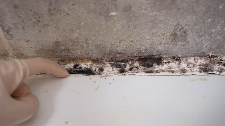 Best Post-Construction Mold Inspection  in Nash, TX